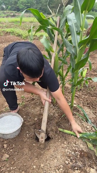Help mom fertilize | fertilizer for plants