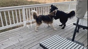 Two dogs wrestling on a deck