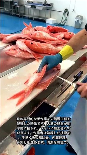 Professional Fish Processing Technology in a Seafood Factory #worker #process #machine #industrial #