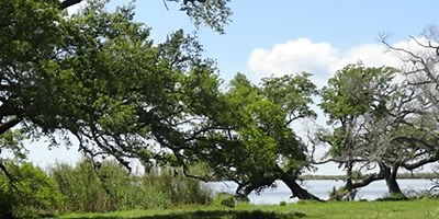 Travel to Pecan Island on the Louisiana Gulf Coast