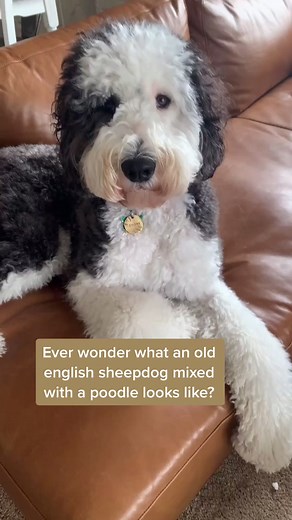 What Does a Sheepadoodle Look Like? | Poodle and English Sheepdog Mix