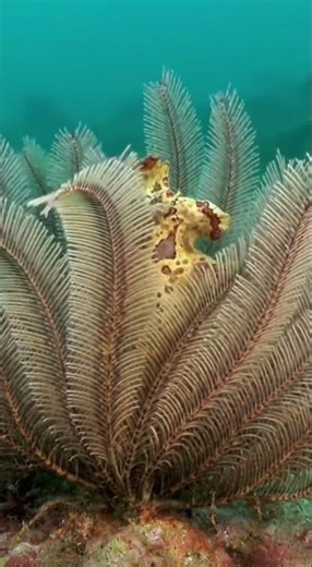 Can You SPOT The Hidden Animal 🧐 Master of Camouflage! 🐠 #shorts #viral #animals