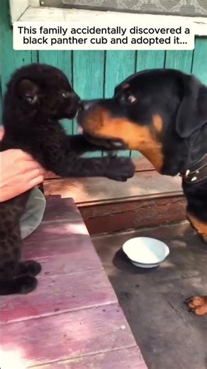 Found a Baby Panther... #leopard#blackpanther#cat#animals #rescue #wildliferescue #shorts