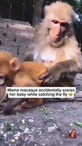 67K views · 48 reactions | A macaque mother forms a very close,...