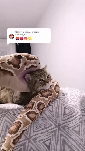 Calm Cat with Python Snake: A Unique Indoor Scene
