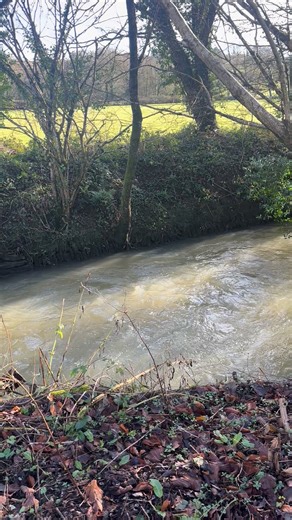 We think we’ve a solitary Daubenton's bat down at Friends of the Fal AKA the 'water bat' https://www.bats.org.uk/about-bats/what-are-bats/uk-bats/daubentons-bat | Friends of the Fal