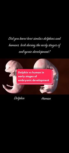 Fascinating Similarities: Dolphins & Humans Embryonic Development