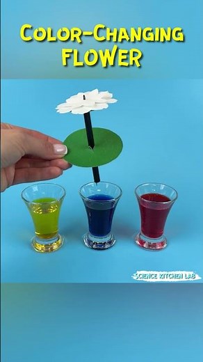 How Flowers Drink Water | Capillary Action Science Experiment #science #experiment #diyscience #STEM