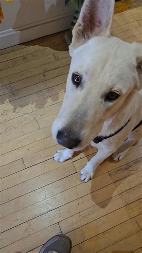 found dog - please help find owner UPDATE Little Bear is with a friend of his owner, Dash. Thanks everyone ☺️ ❤️❤️ | Doc's Dyes | Facebook