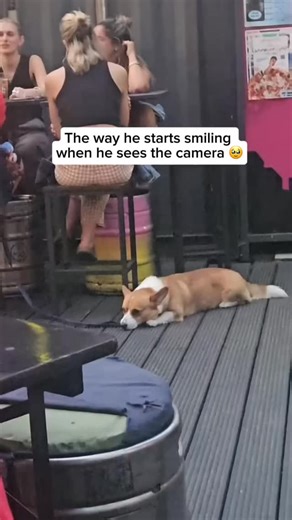 3.5K views · 2.1K reactions | Did you know dogs can “smile”? When a dog curls its lips slightly, relaxes its face, and shows a soft, open-mouth expression, it’s often a sign of happiness, comfort, and friendliness—basically their way of saying, “I’m happy to be here!” Share and follow if you like dog videos Credit unknown Please DM us for credit #dog #doglover #cutedog #happydog #smile #cutesmile #dogsmile #dogandcamera | My Floofy | Facebook