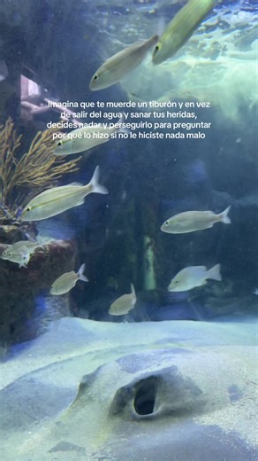 The Mystery of Shark Attacks: Understanding the Why