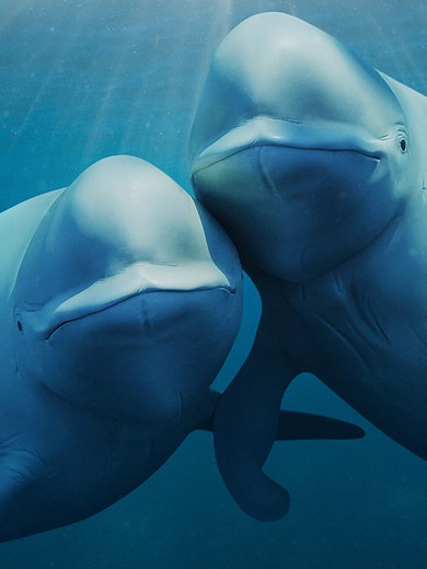 Dokumenter Our Ocean: Laut Bersama Barack Obama