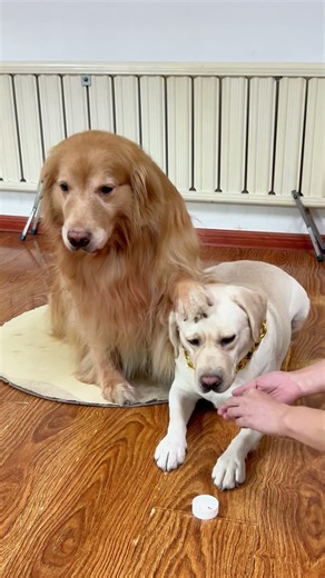 狗子：我知道，这是三十六计的声东击西是吧！ #抓到一只赏秋小狗 #万物可爱计划 #内容启发搜索 #萌宠出道计划 #抖音萌宠