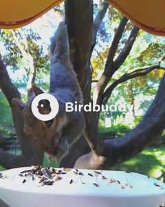 517K views · 1K reactions | When you crash the bird feeder party but forget how gravity works... ️ | Birdbuddy | Facebook