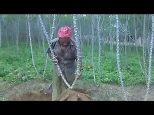 Organic tapioca cultivation / how to plant tapioca
