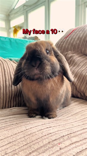 Word for word ✋👀 #bunny #petsoftiktok #pets #bunniesoftiktok #rabbits