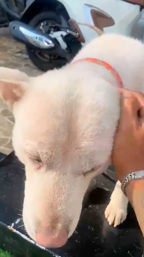 182K views · 5.3K reactions | Anjing ini dulu gak bisa dipegang, gak...