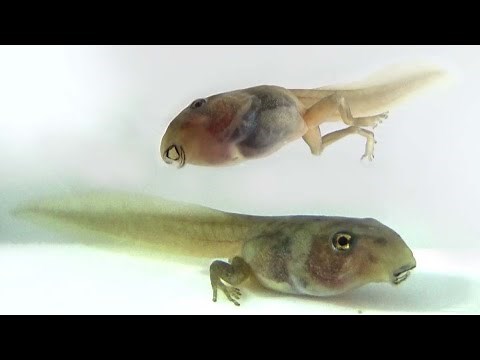 Kecebong atau Berudu 2 Kaki