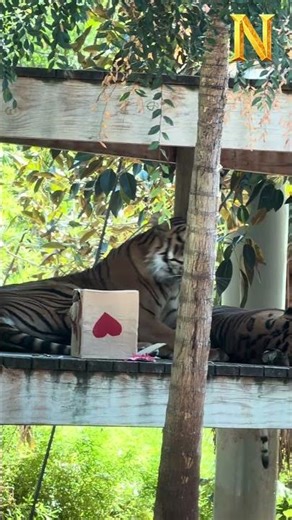 Tigers at Adelaide Zoo 🐅 The Largest Big Cat on Earth