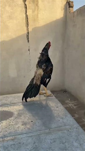 Strong & Beautiful Murgha aseel | My Poultry Farm Update chicken fight