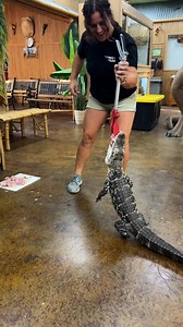597K views · 21K reactions | Feeding Davey the gator is always an...