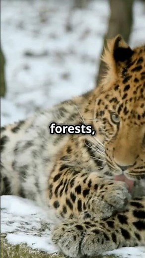 5 Wild Facts About the Amur Leopard #wildlifeentertainment #invideoai #amurleopard