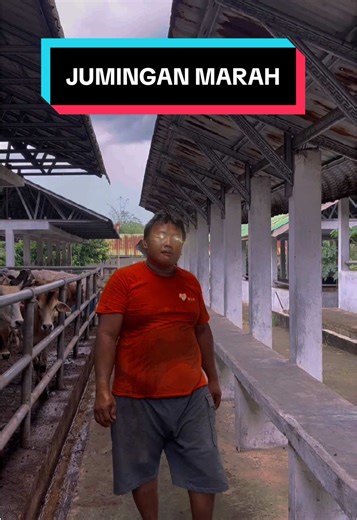 Sapi Berani Memicu Kemarahan Jumingan