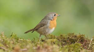 欧亚鸲（European robin）