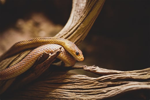Novel Antivenom 'Cocktail' Neutralizes Venomous Snake Bites | Immunology