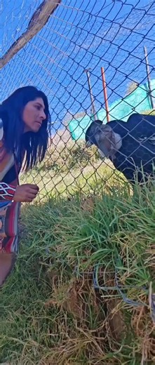 Conexión #Conciencia #condor #SabiduríaAncestral #indigena #tiktokviral