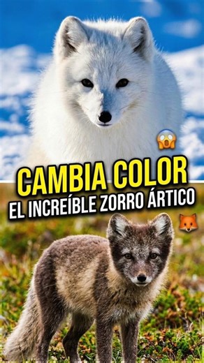 El secreto del zorro ártico para ser invisible 🦊❄️