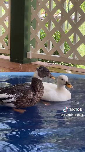 Duck Splash Pad Fun for Pets | Enrichment Activities