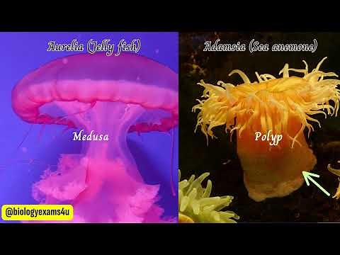 Phylum Cnidaria (Coelenterates) -Characteristics and Examples | Medusa vs Polyp |Animal Kingdom
