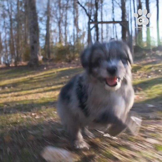 831 reactions · 154 shares | WARNING: Cuteness Overload Ahead  Tag a friend who needs a snuggle buddy! Get an amazing, healthy pup with: • 12-year health guarantee • Family-raised (great with kids) • Safe nationwide delivery to your door Ready for a furry friend? We have Doodle puppies available now! | Crockett Doodles | Facebook