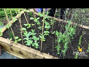 How to Support Growing Broad Beans