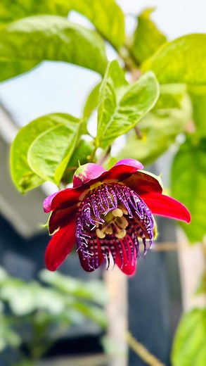 Passiflora Sandramar | Vivero on Instagram: "Cómo cuidar a tu passiflora Alata 🌺 En este video te explicamos ❤️ Tenemos disponibles esta maravillosa passiflora que además da el rico fruto #maracuya 🥭 Sabías estos datos de la #passiflora Alata? Los leo en comentarios ✨"
