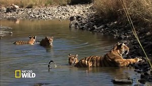 43K views · 846 reactions | Big Cat Fact: tiger cubs live with their...