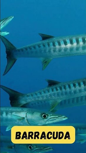 Barracuda Adventure Song | Ocean Animals | Fun Phonics for Children | UZR Learning | #abcd #kids