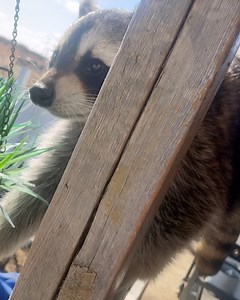 146 reactions · 8 comments | Diddles Raccoon on Reels | Facebook