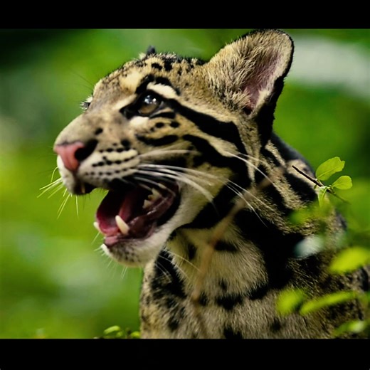 *URGENT: CRITICAL FUNDING GAP IN WILDLIFE HOTSPOT* It’s truly heart-breaking news. The funding for the protection of a key wildlife haven in Cambodia has been suddenly pulled, putting life-saving ranger operations at risk. Virachey National Park is teeming with incredible wildlife. Without protection, it will be ransacked. From elephants and sun bears to giant squirrels and golden cats, so many species are flourishing in this sanctuary. That’s all down to the rangers and local community patrols 