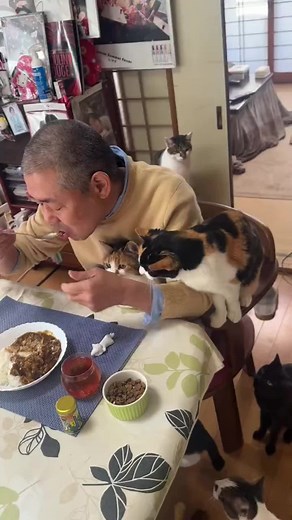 #那須の長楽寺朝ごはん 猫たちは既にご飯を終えています (獣医さんから指導を受けた 一日の適切な量を与えています) あげているのはカリカリです The cats have already eaten. He gives the cats treats. Twitter、YouTube、Instagramもやっています☺ #てらねこ #那須の長楽寺 #猫 #猫のいる暮らし #ネコ #ねこ #cat #cats #catsoftiktok #寺