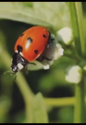 Exploring the Beauty of Ladybugs in Nature