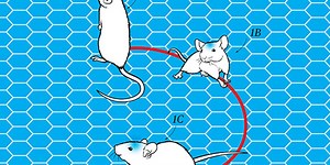 Neuroscientists Wirelessly Control the Brain of a Scampering Lab Mouse