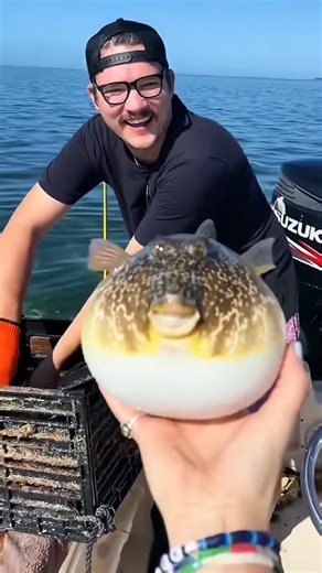 Finding a mate for the puffer fish #animals #love #shorts | Paws Life