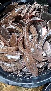 Un client satisfait de sa commande / a customer satisfied with his order #pisciculture #agroalimentaire #Agriculture #entreprise #Agro #business #Cameroun #entreprenariat #production #investissement | Hinterland Return Valorization - HIREV