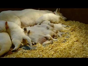 The REAL Polarbear White German Shepherds!