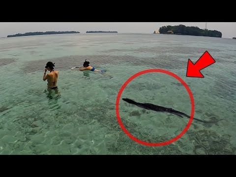 Niatnya Rayain Ultah, Tapi Teman Korea Malah Trauma di Pulau Seribu?!😱