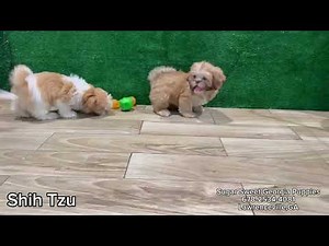 New Litter of Shih Tzu Puppies July 2025 #forsale