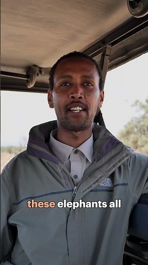 The most famous elephant in Kenya