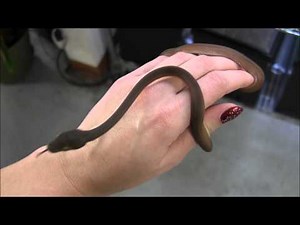 Baby Tanimbar Amethystine Python